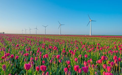 Tulpen en windturbines, IStock
